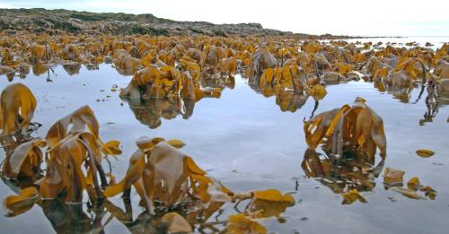 Kelp exposed by low spring tide at Port Mooar (MNH photo)