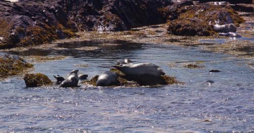 Grey seals at the Sound (MNH photo)